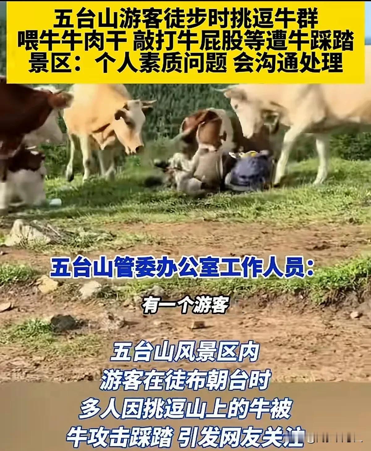 喂牛吃牛肉干也就算了，还拿棍子捅牛屁屁，牛不反击才怪呢，真当牛脾气好吗！
也不知