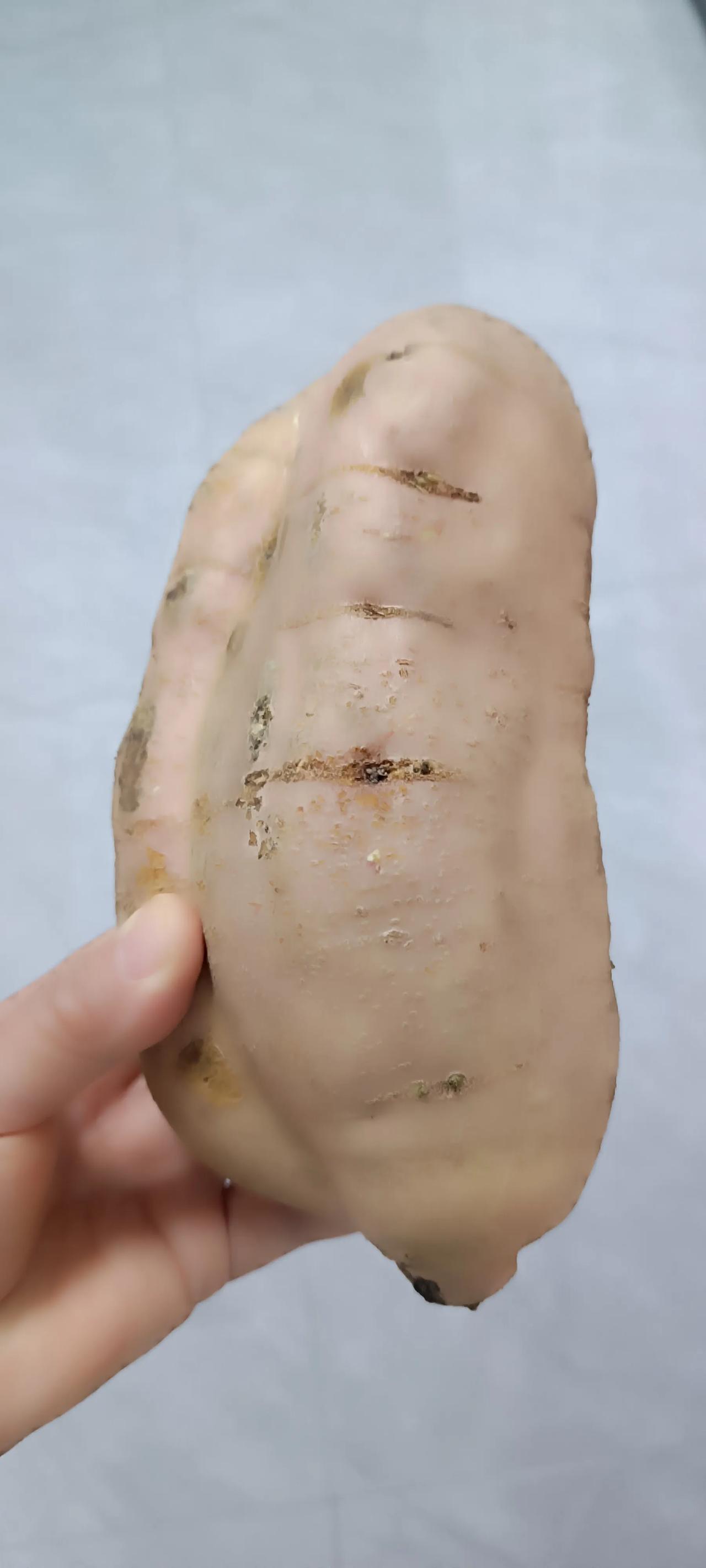 这个地瓜傻大傻大的，我刚才量了一下，正好2斤。这是姐家自产的，上的农家肥——猪粪