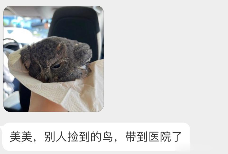 是一只【红角鸮】🦉（猫头鹰小可怜只能趴着，站不起来了受伤的话可以联系警察蜀黍?