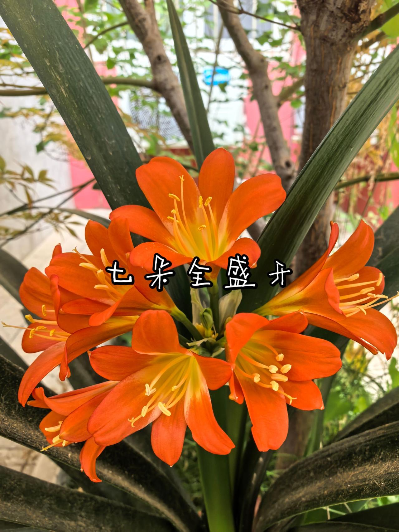 七朵全盛开