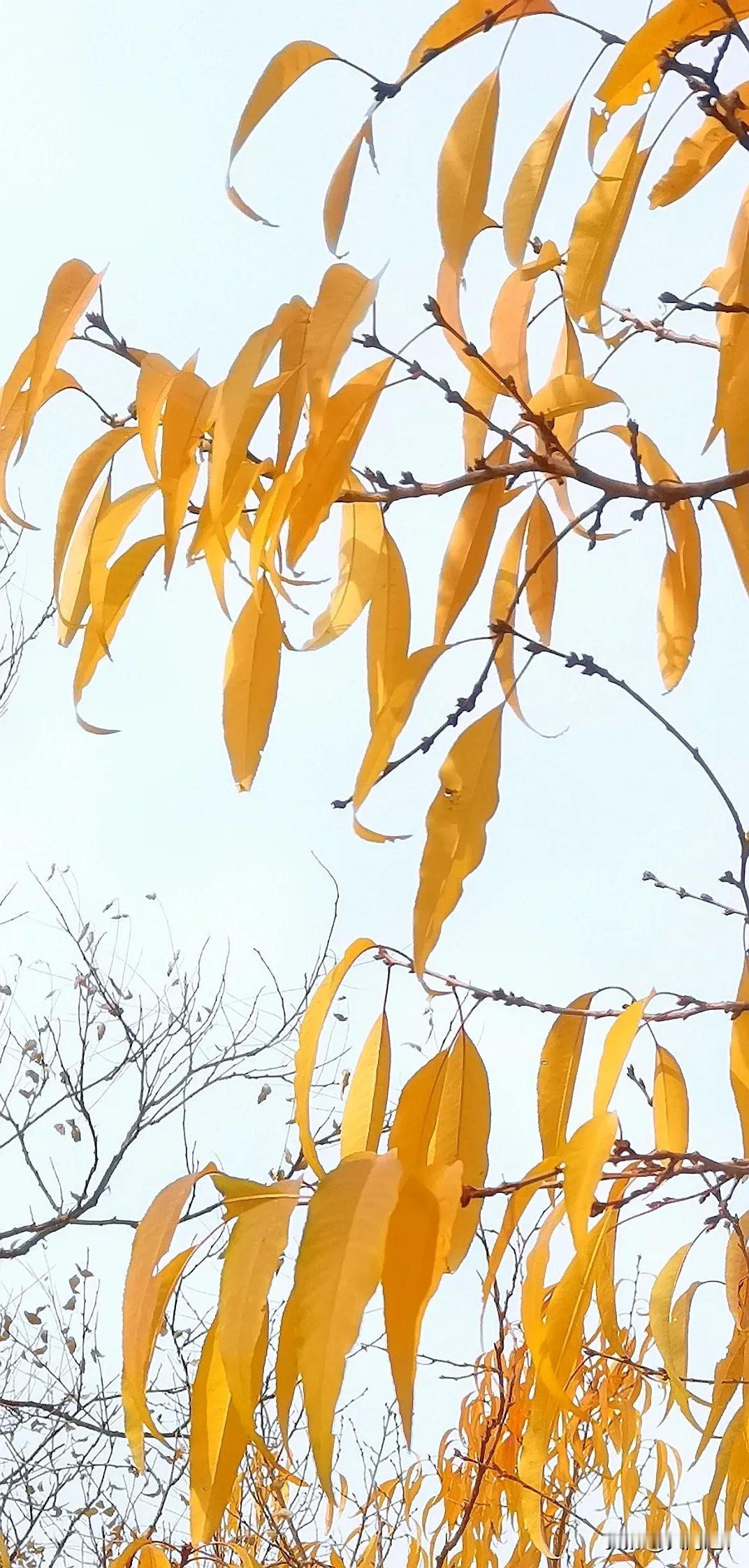 秋色凋零（原创）
#初冬里的秋色# #初冬的斑斓色彩# #初冬的风采# #✨邂逅