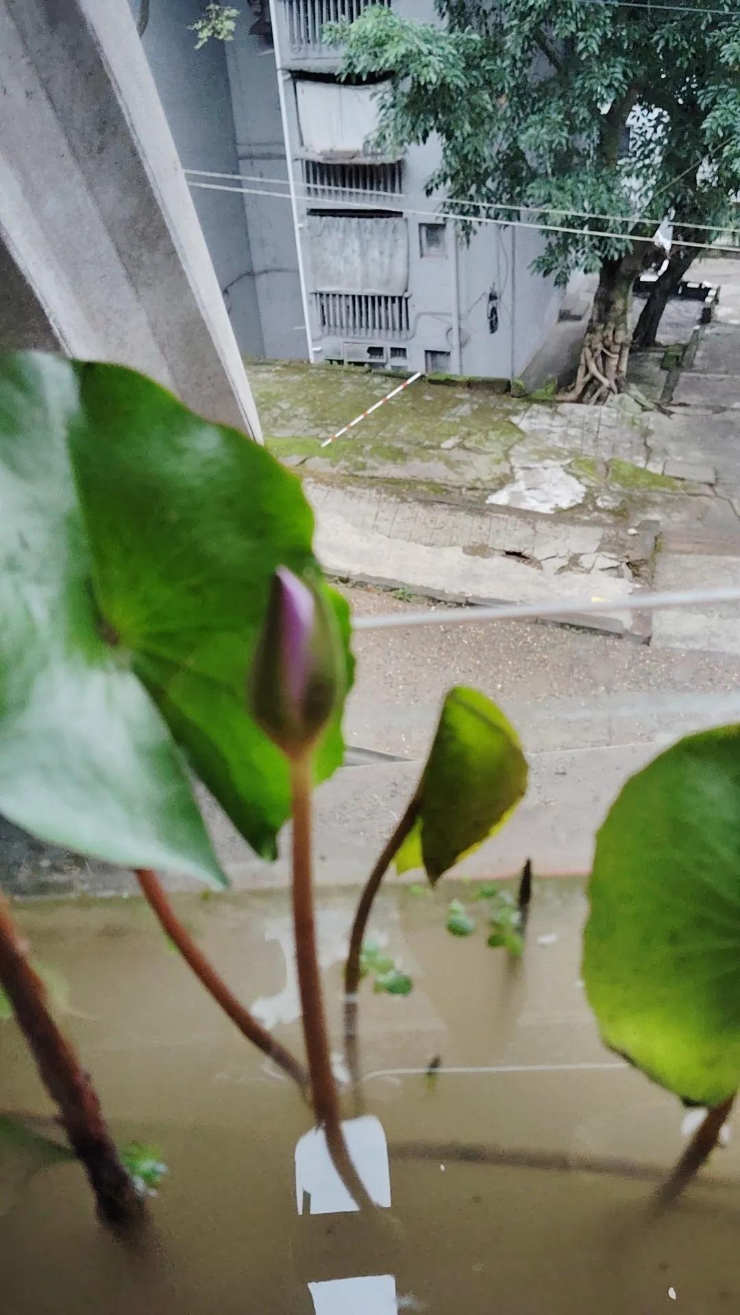 荷塘月色分享
今早睡莲开花1小时从花苞开出。