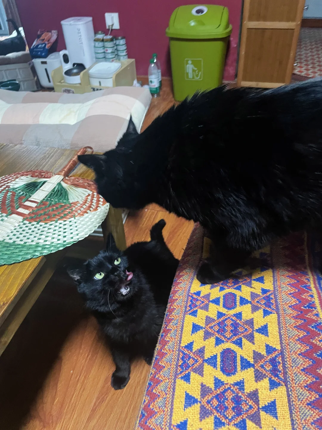 左滑 ⬅️ 见证小猫表情转移 …