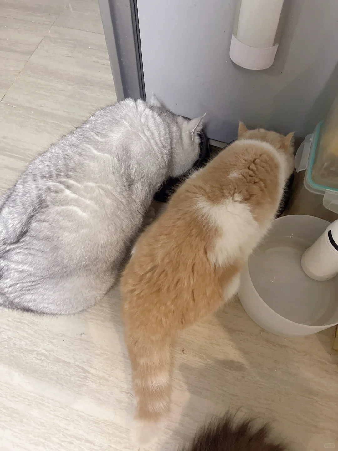 不会有诱食剂吧，我家10只猫都爱吃？？？