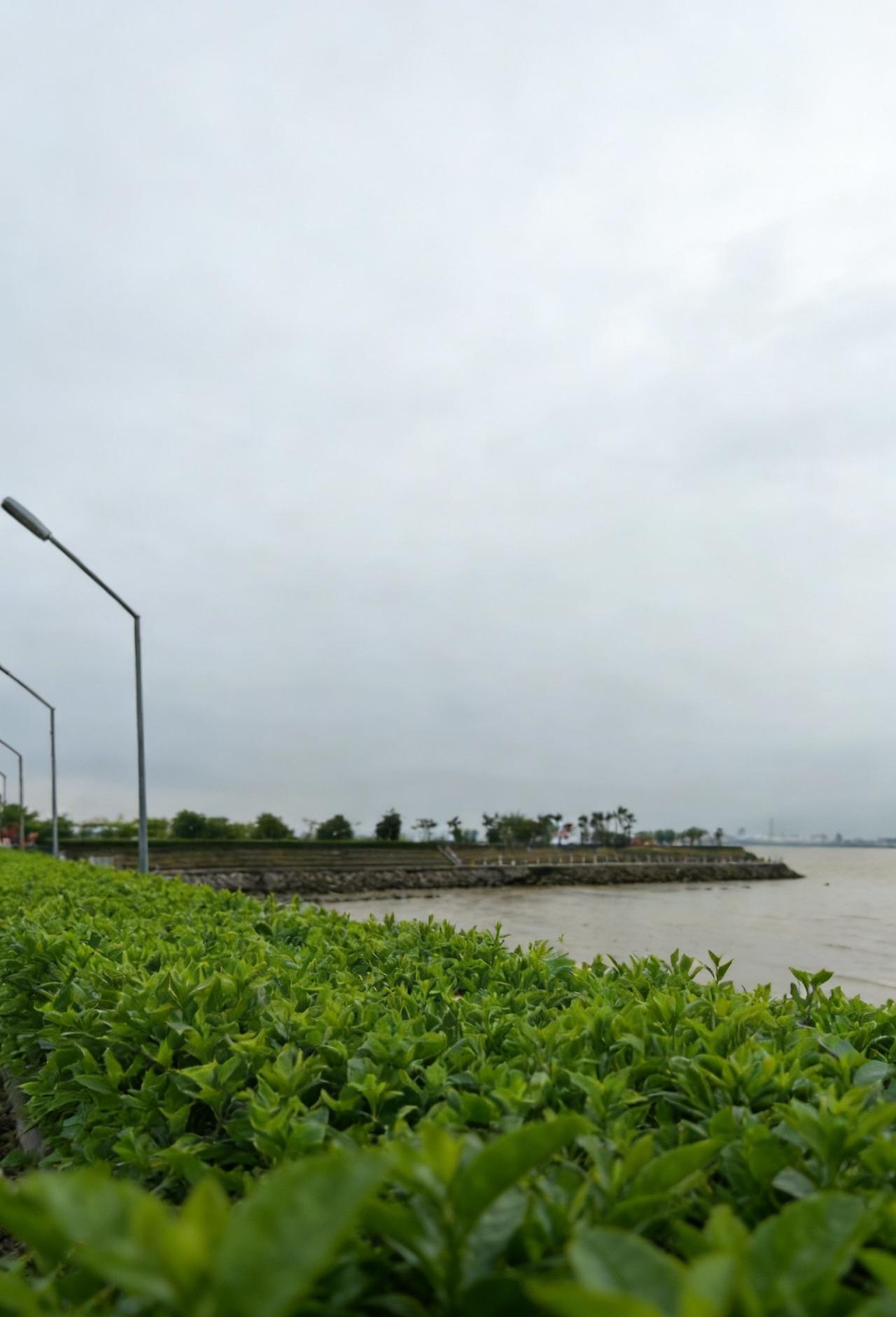 海鸥岛红树林湿地公园｜珠江口的“海上森林”
📍广州 海鸥岛-红树林湿地公园
?