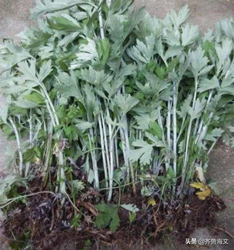 端午节悬挂艾蒿和桃树枝的寓意

端午节悬挂艾蒿和桃枝，核心是应对古人眼中的“毒月