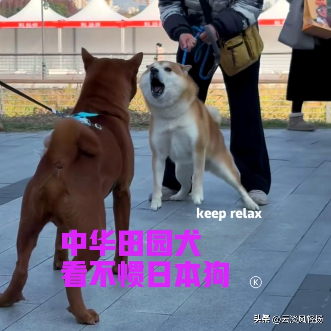 上海的一位网友，养了一只五红犬，品相非常不错。网友每次带它出去，总会吸引不少人的