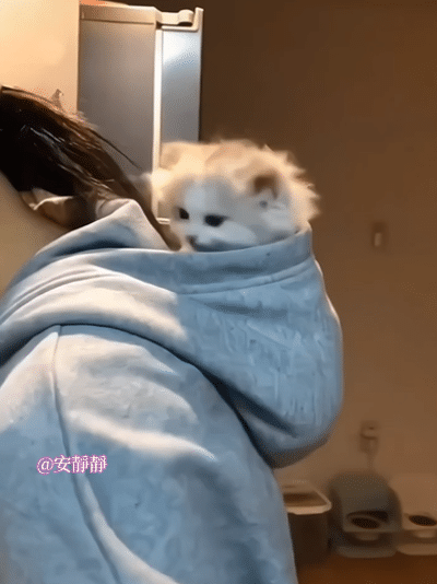 刚刚睡醒的炸毛小奶猫萌化了～