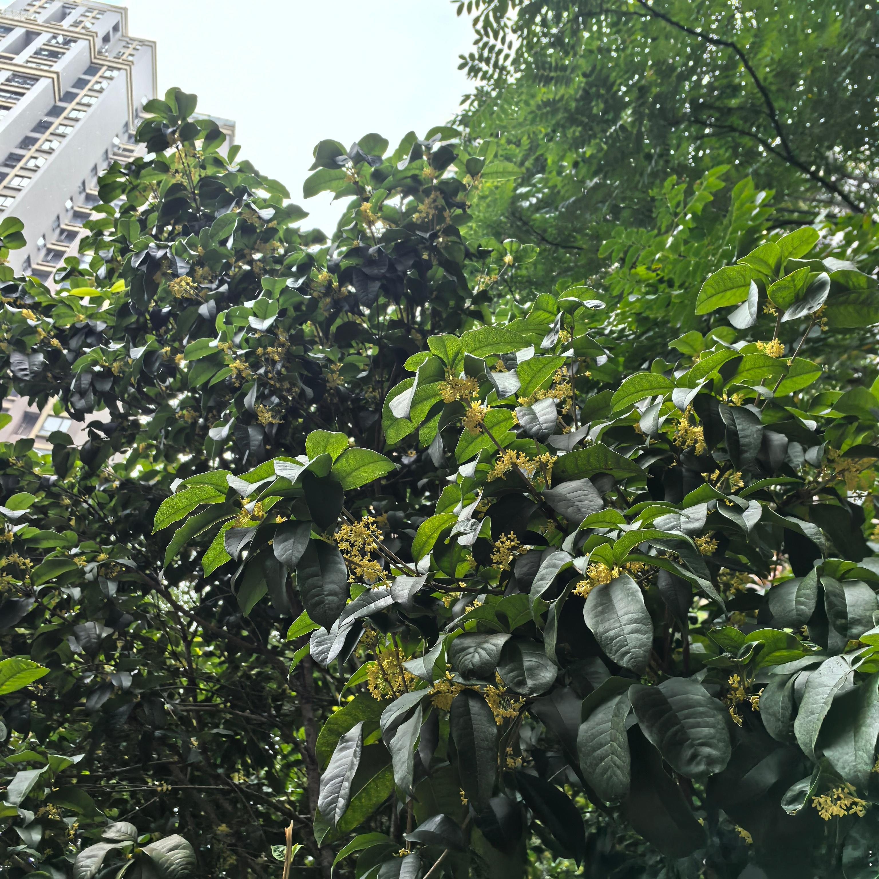 换几天IP，顺便闻闻湿润的桂花香醒酒～  ​​​