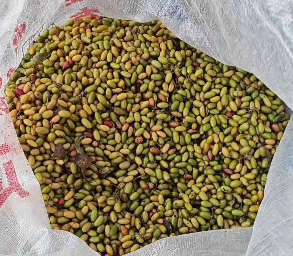 山茱萸又开始抢青了！
真是防不胜防啊

刚刚听产地好友们说，山茱萸又开始抢青了。