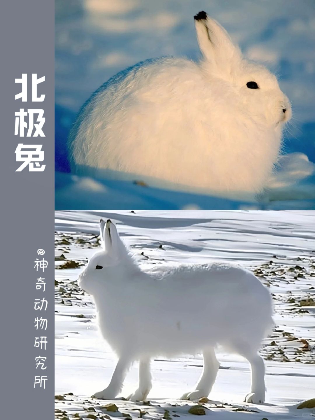 每天了解一种趣味动物👀北极兔