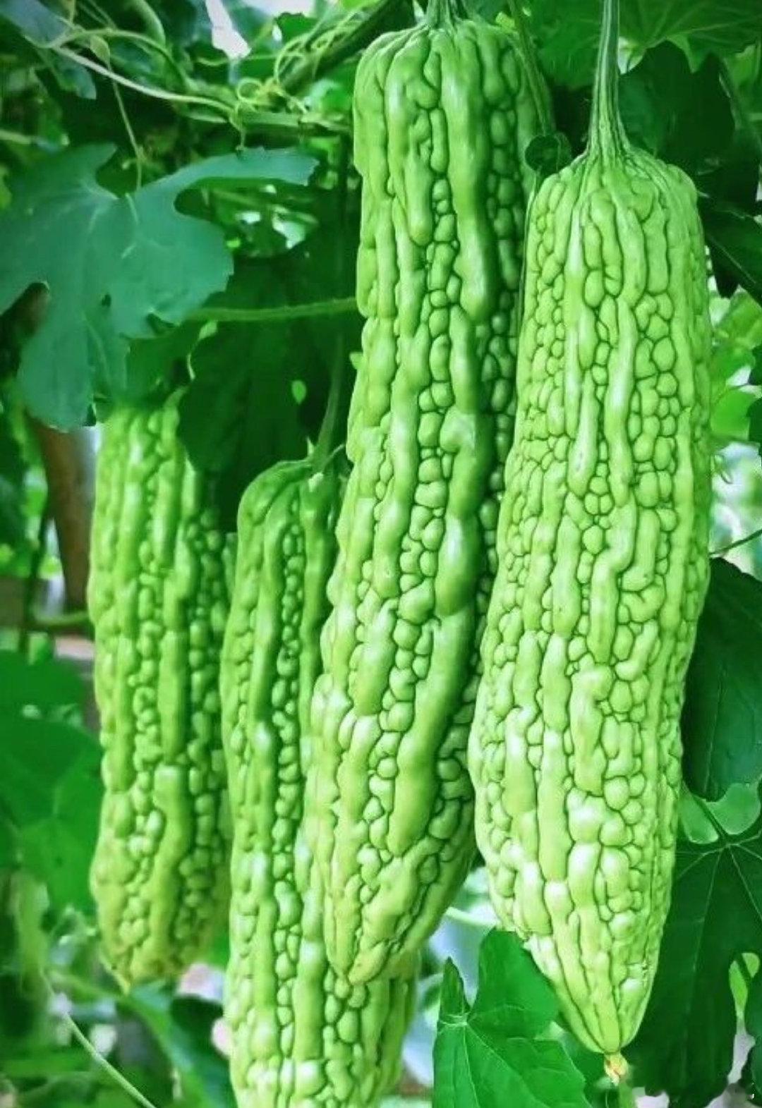 原来苦瓜熟了以后是甜的 以前都觉得苦瓜肯定是很苦的呀，但是没有想到原来苦瓜成熟了