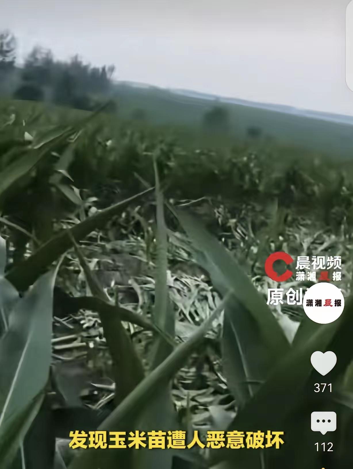 黑龙江庆安的刘女士太惨了！她起早贪黑种了23亩玉米，从清明播种到眼看要收割，付出