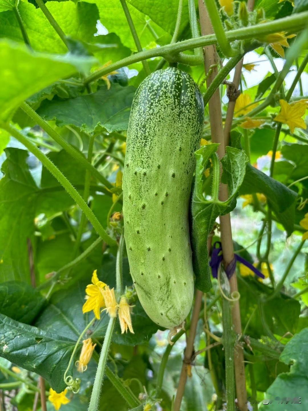 退休后回到乡下过农家生活真的好吗退休后住老家的小院，是藏着烟火气的宝藏天地。房前