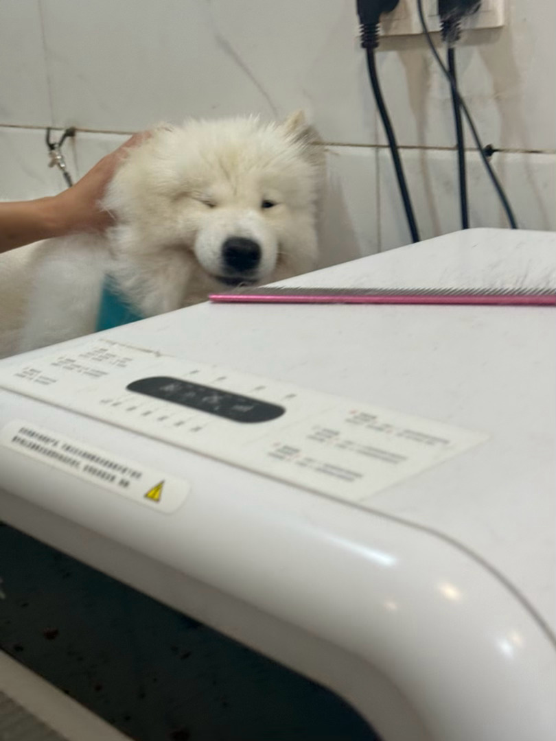 目前在吹毛中 