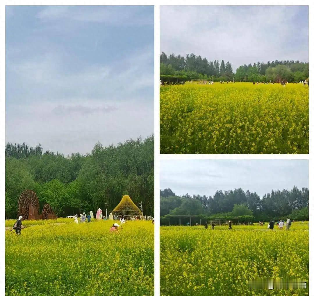 长春公园油菜花开了，就在台地园西北角那片坡地上，不声不响，但确实开满了。5月28