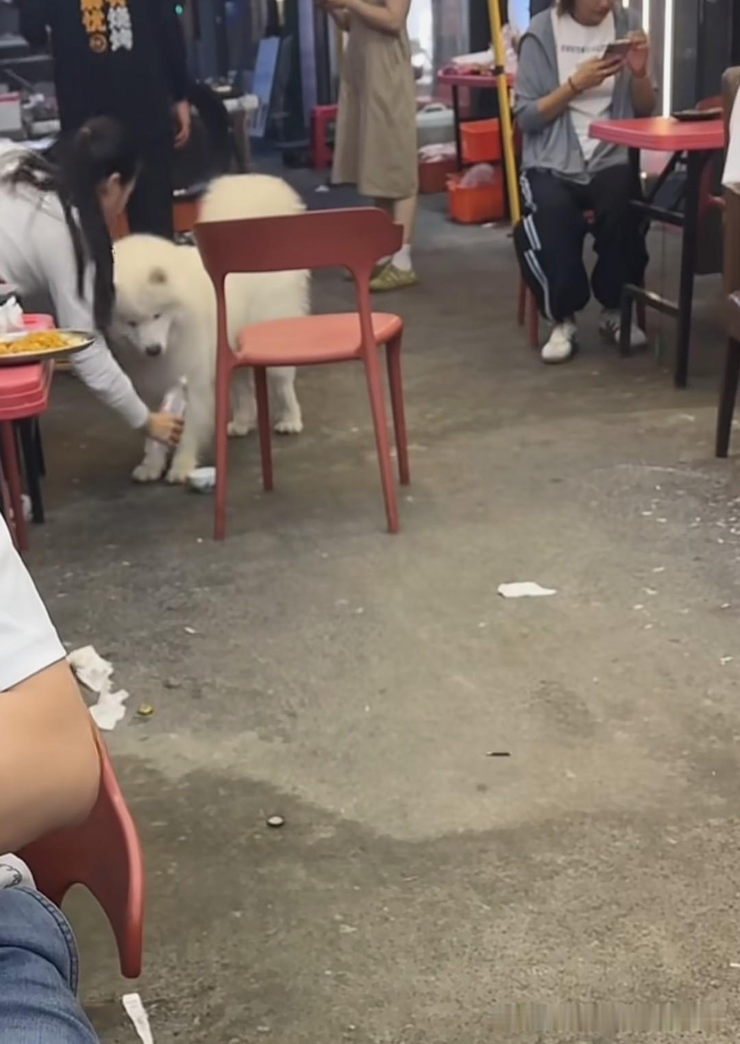 闹麻了，沈阳这家江湖小串要凉了！有顾客就餐时，竟然拿店内的餐具给狗喝水，而且不是