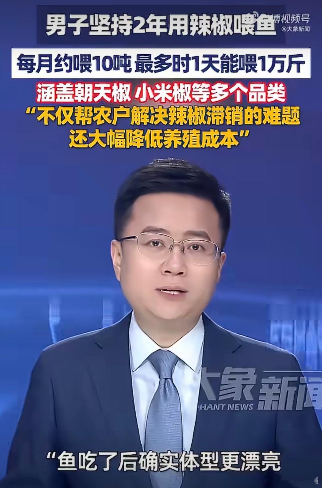 鱼塘主坚持2年用辣椒喂鱼说真的现在每次看到这种新闻我都分辨不出来这件事的真假总觉