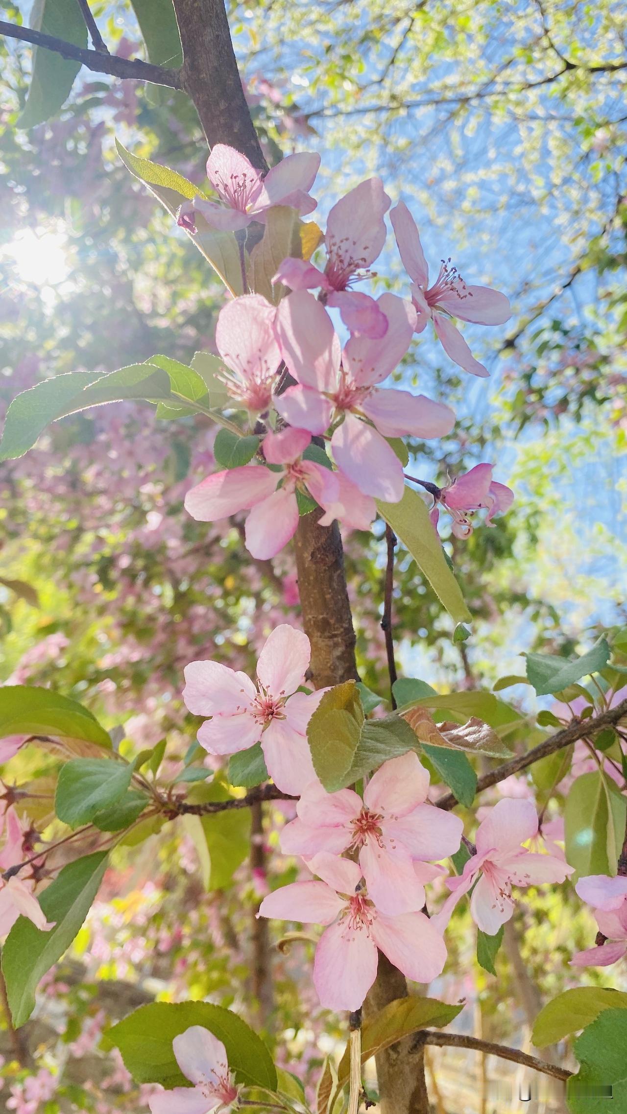 今天从乌鲁木齐来到吐鲁番，一进吐鲁番市区，就感觉夏天到了，真的太舒服啦。

第一