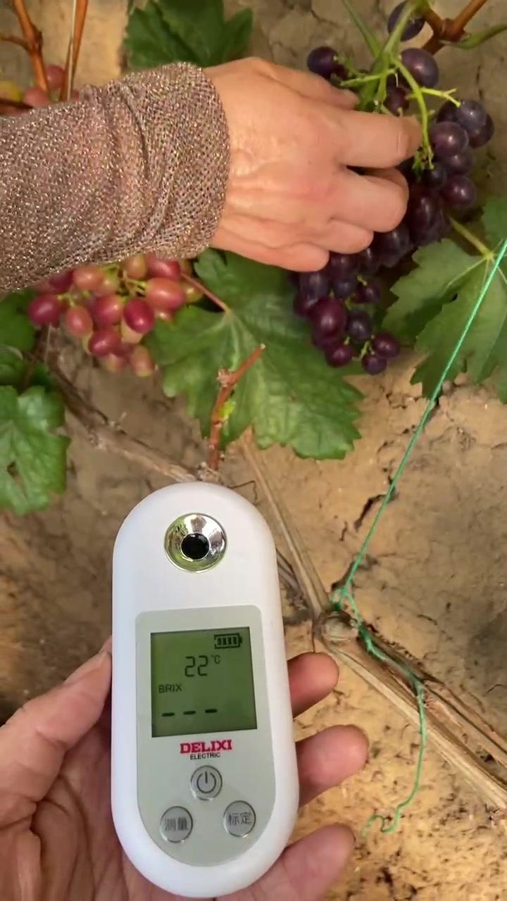 🍇春红早熟葡萄终于到了测糖的时刻！糖度计显示17.5度，这个甜度真的没话说～玫