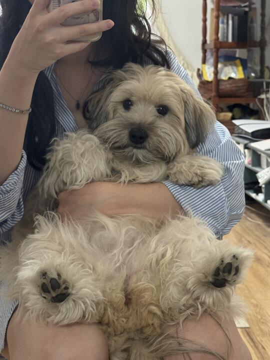 小拖把狗要剃毛咯☁️奶呼呼手感摸一天少一天