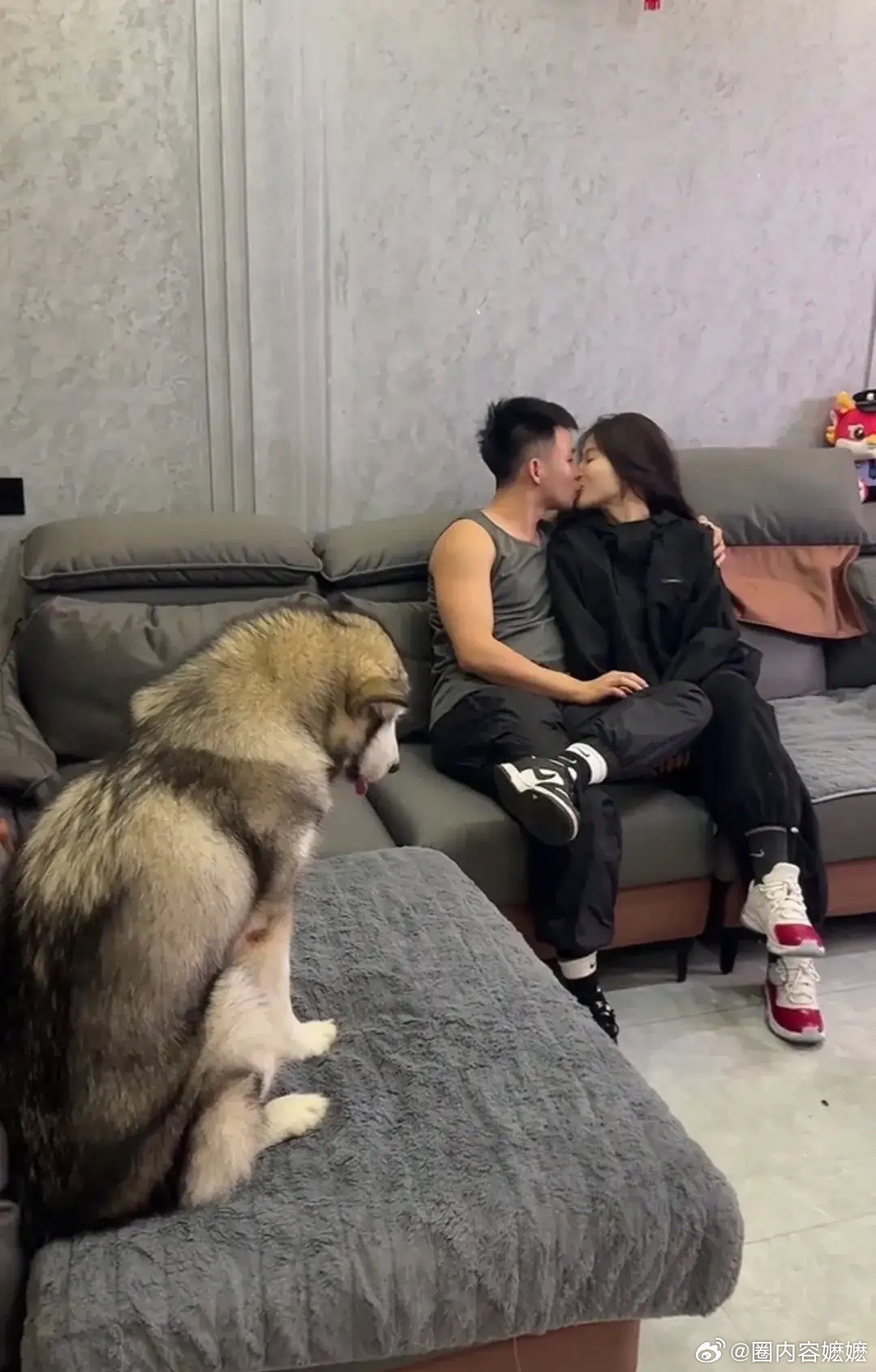犬坐观人间，爱意满心间。 ​​​