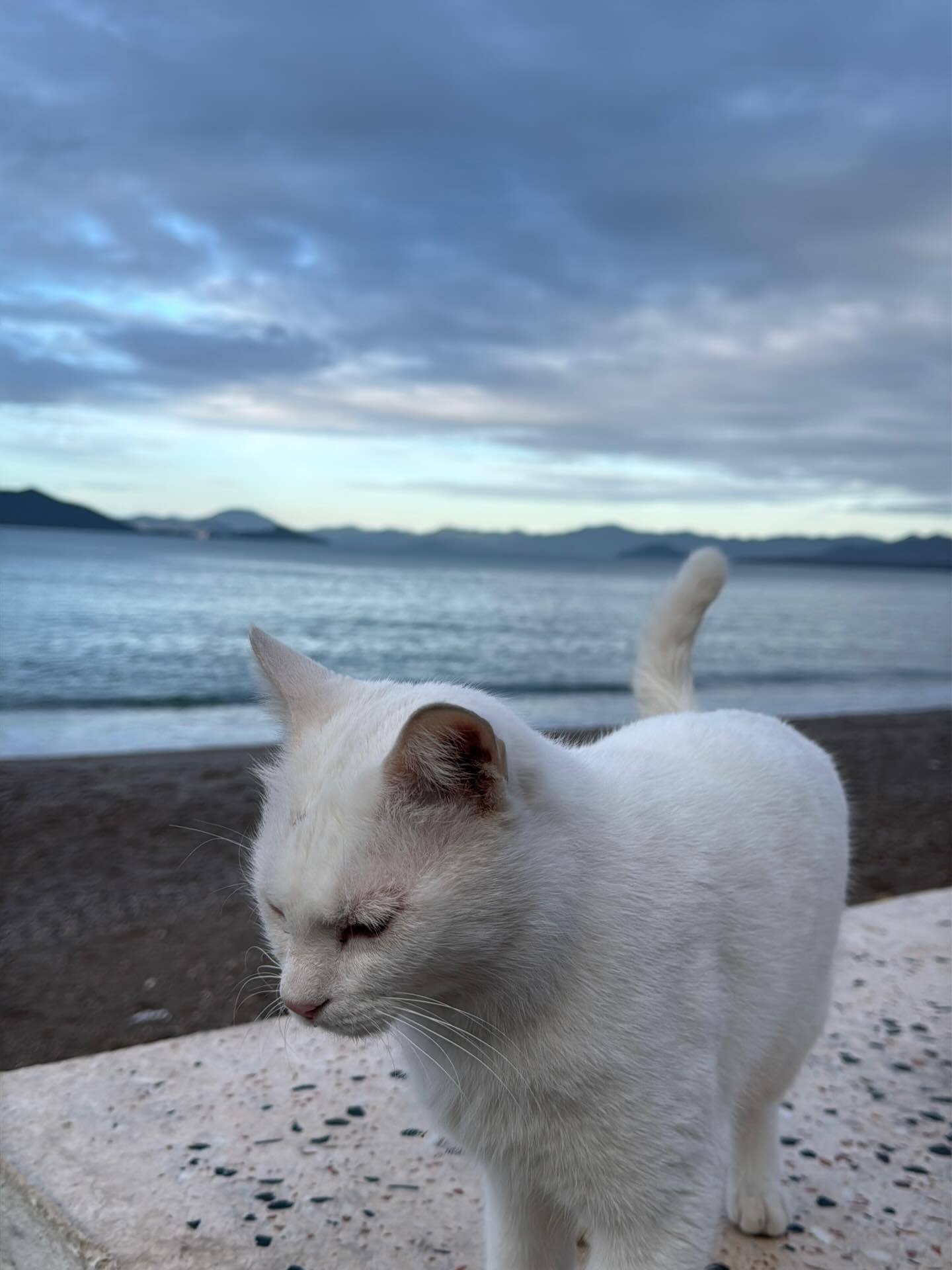 猫猫躲猫猫～ 