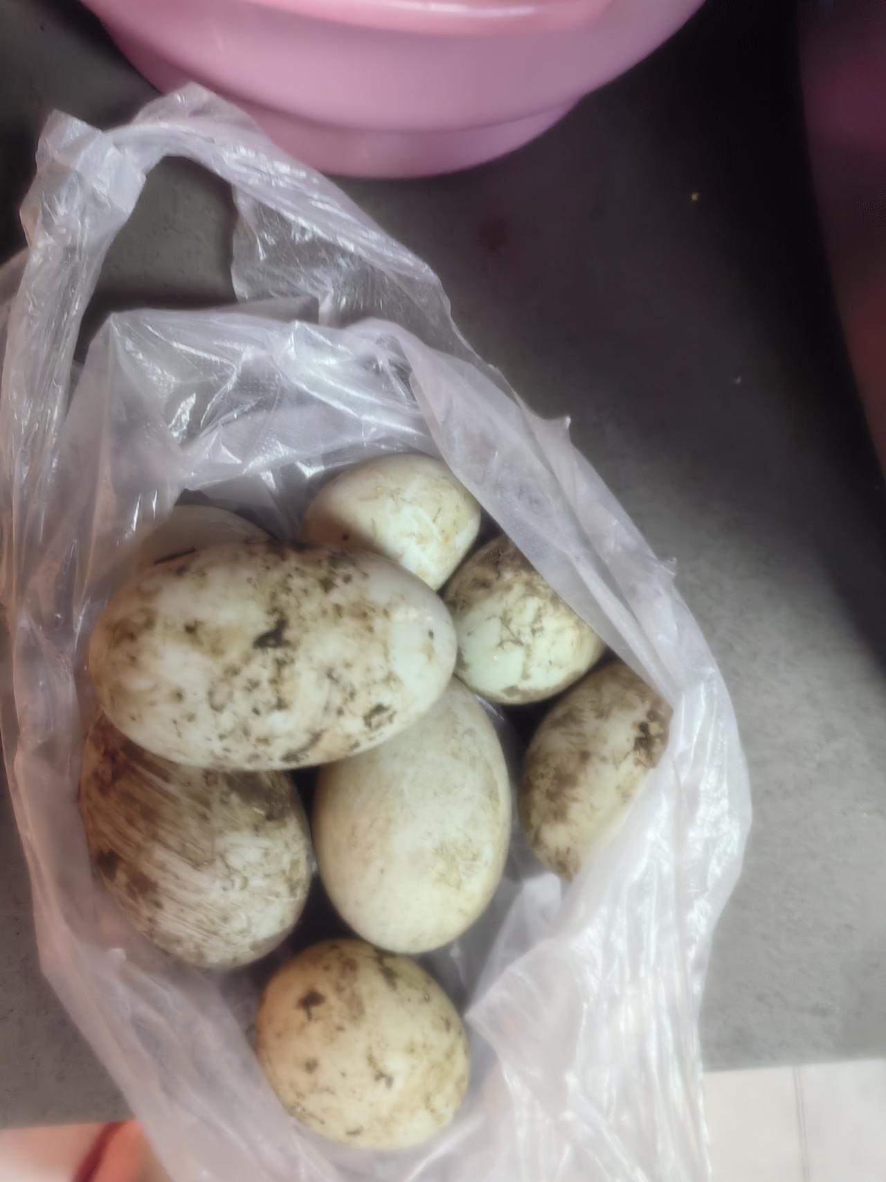 菜园溜达一圈，旁边得有十来亩地，都荒芜了，还没有草，打了除草剂。该种白菜萝卜了，