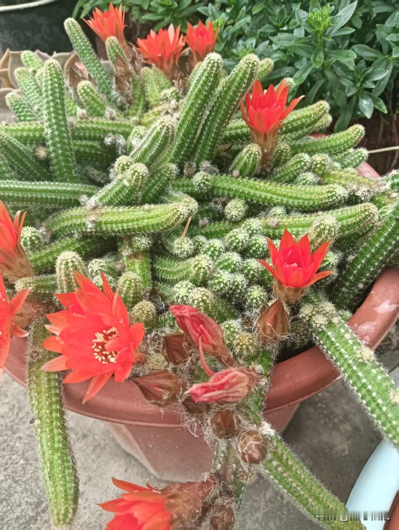 生机勃勃的仙人掌，绽放出绚烂的红色花朵！🌵🌺