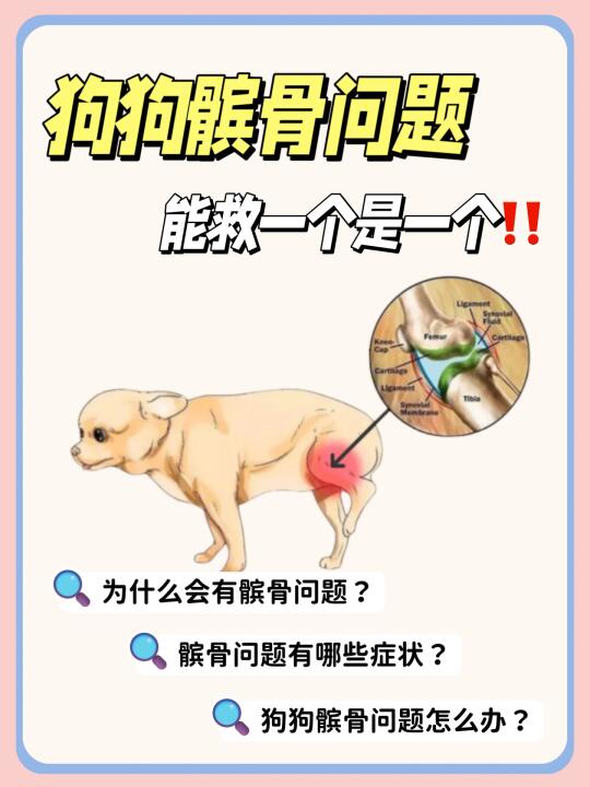 狗狗突然“三脚跳”？小心髌骨问题在作怪！