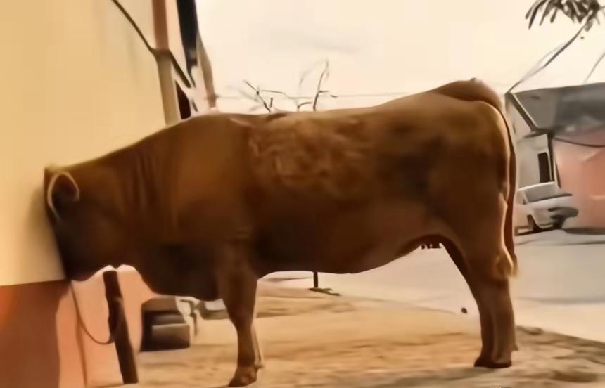 炒股自媒体的流量乱象，真的让人看不懂！拿着一张证就敢纸上谈兵，天天喊着“这个点位