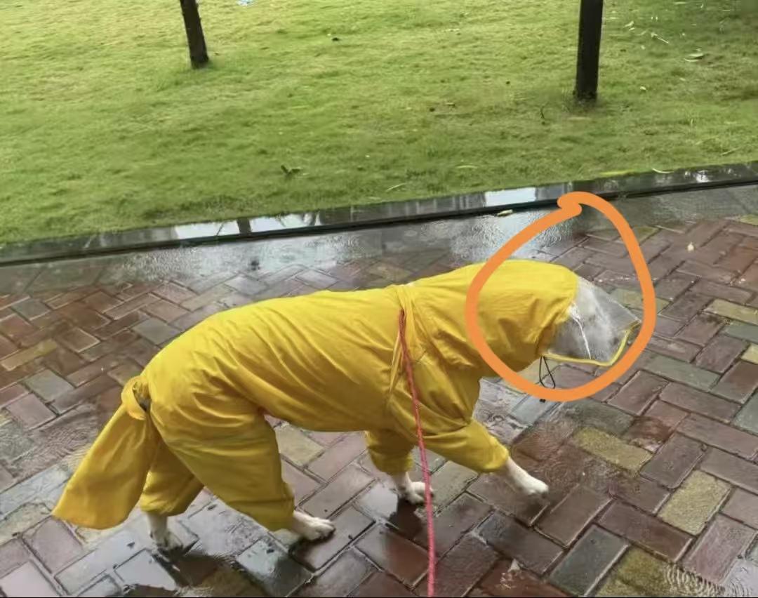 桦加沙台风来了，

我才意识到，

养狗不如养猫啊！习惯出去上厕所的狗狗们可怎么