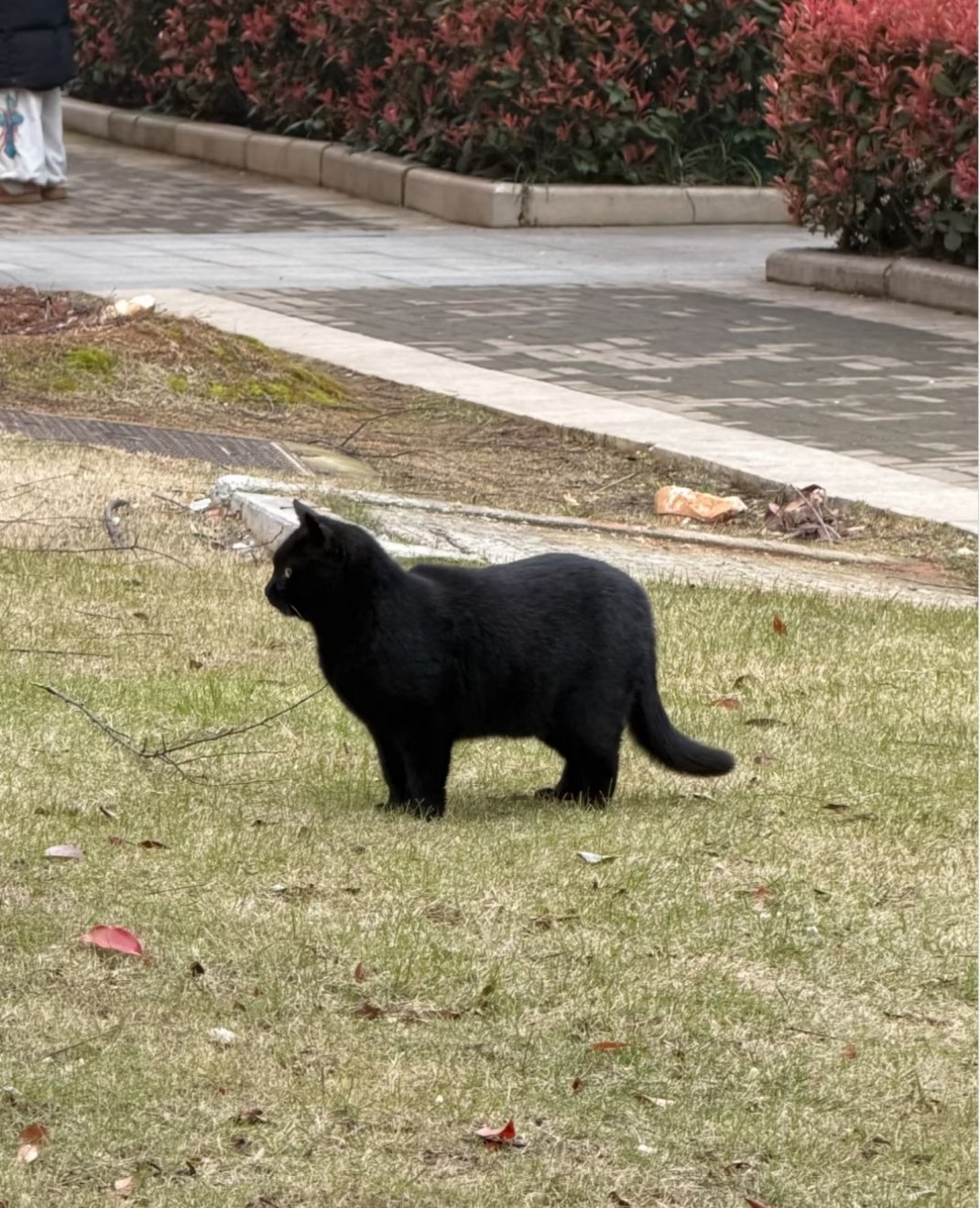 学校里的板凳猫，这黑色一点也不显瘦，实心的啊，哈哈哈哈哈哈哈 