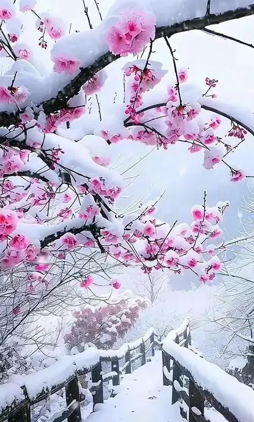 上联；雪问梅花风问柳
下联；强欺孱弱俊欺丑