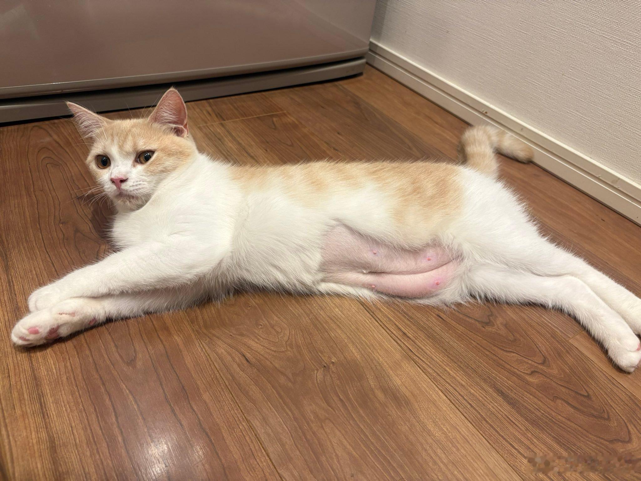这是被女儿说成「肚子贴着屁股！」绝育手术后的猫