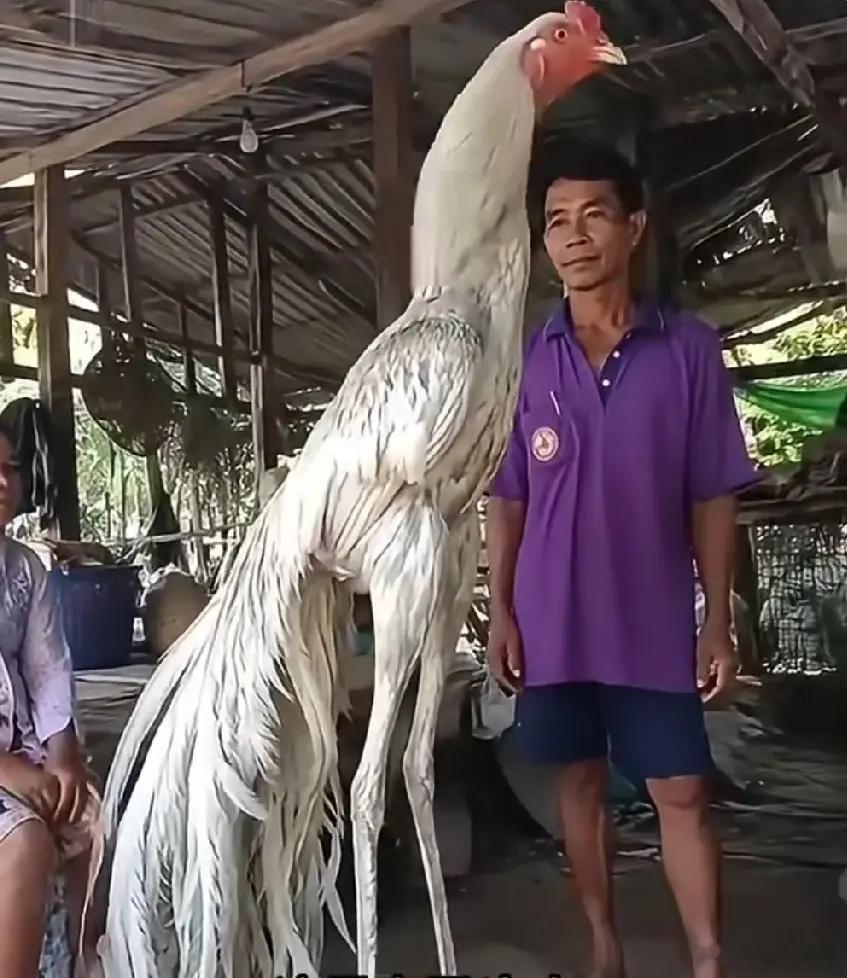 听说这品种的鸡，一只就要十几万。农村土鸡价格斗鸡