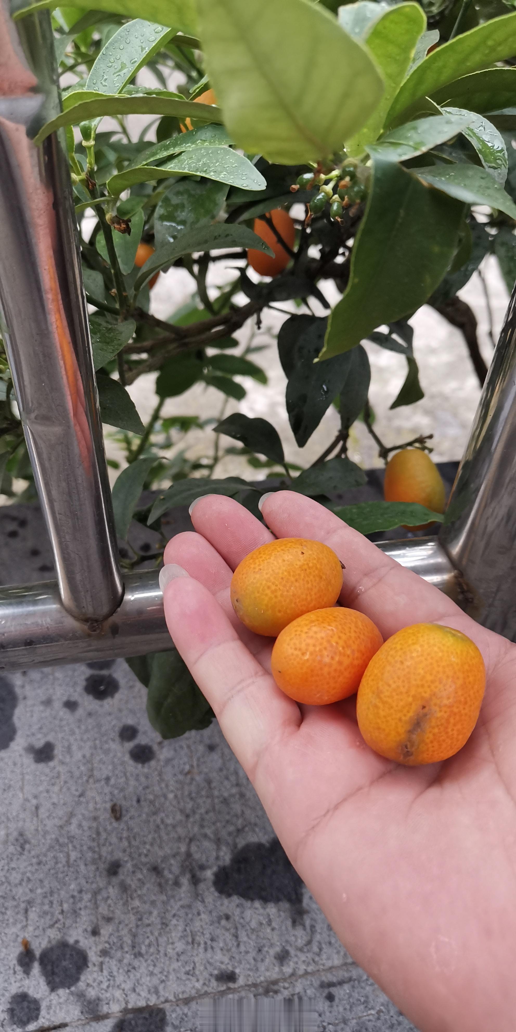 端午第二天：摘金桔和冒雨打球的大宝。和我一样喜欢吃橘子的，可以种几棵金桔树。金桔