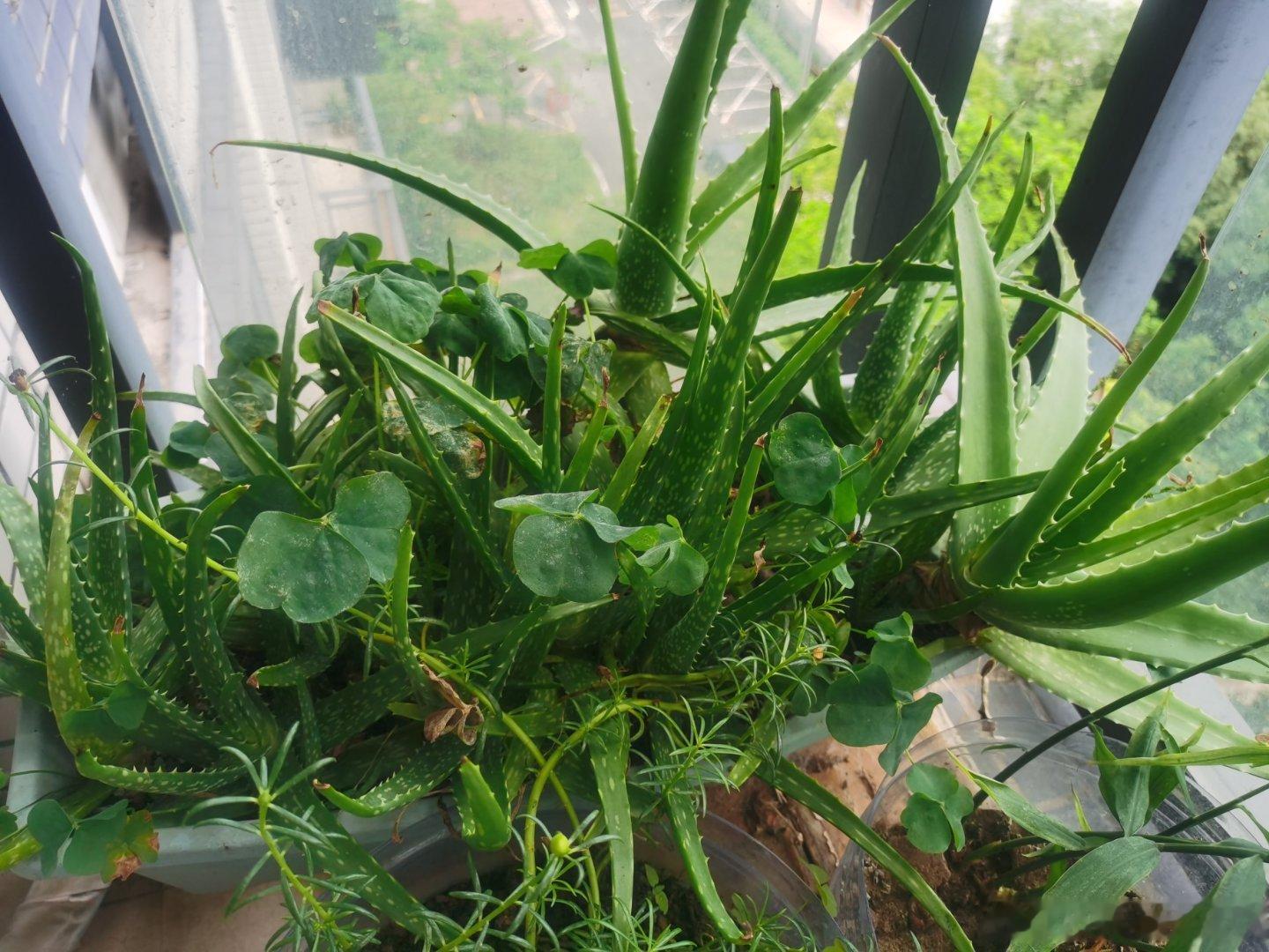 经过几天下雨的滋润，阳台的花长得更好了，小太阳花苗长得整整齐齐 