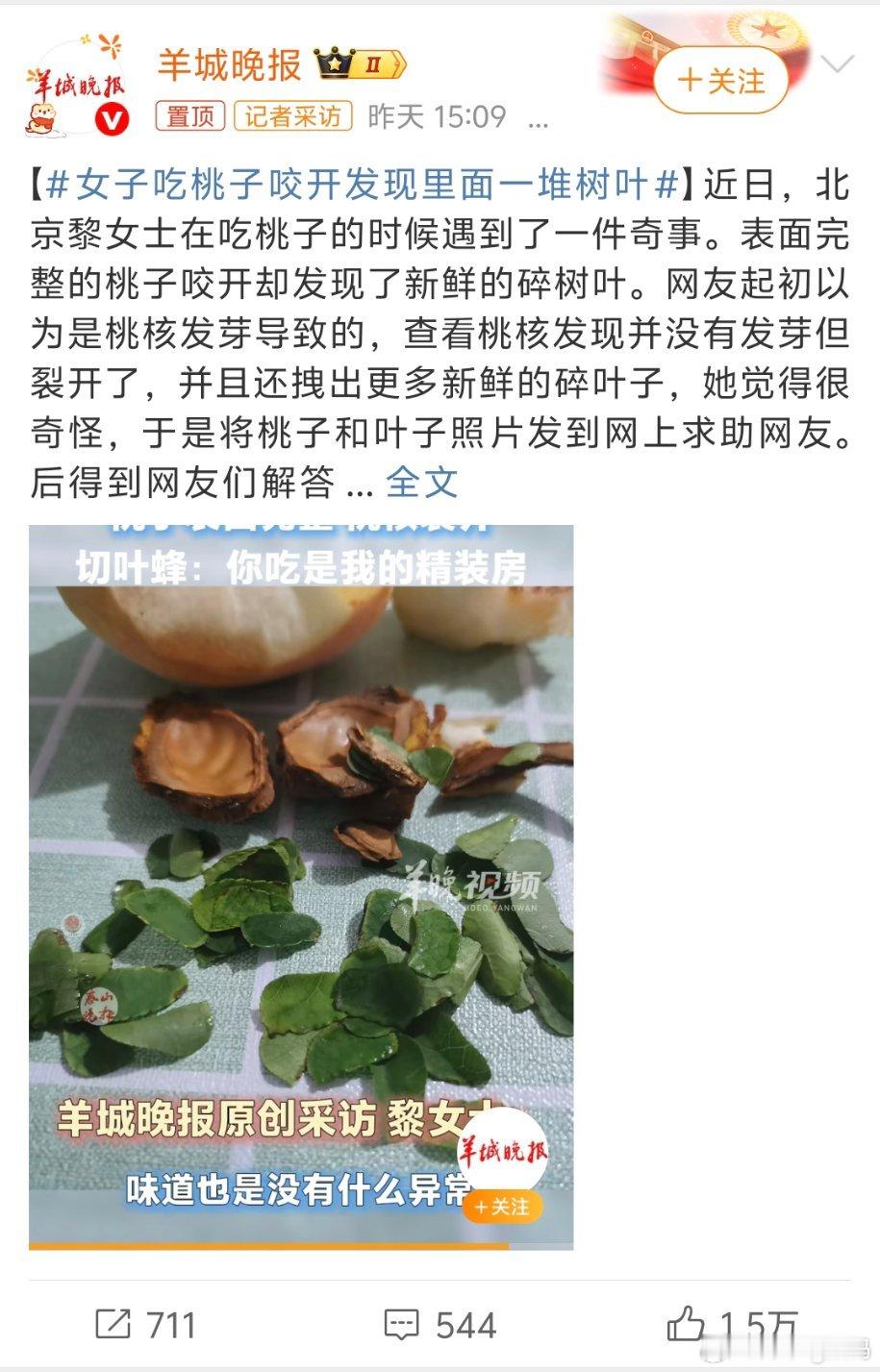 女子吃桃子咬开发现里面一堆树叶给我直接裂开没看到虫却又处处是虫的身影真没招了 ​