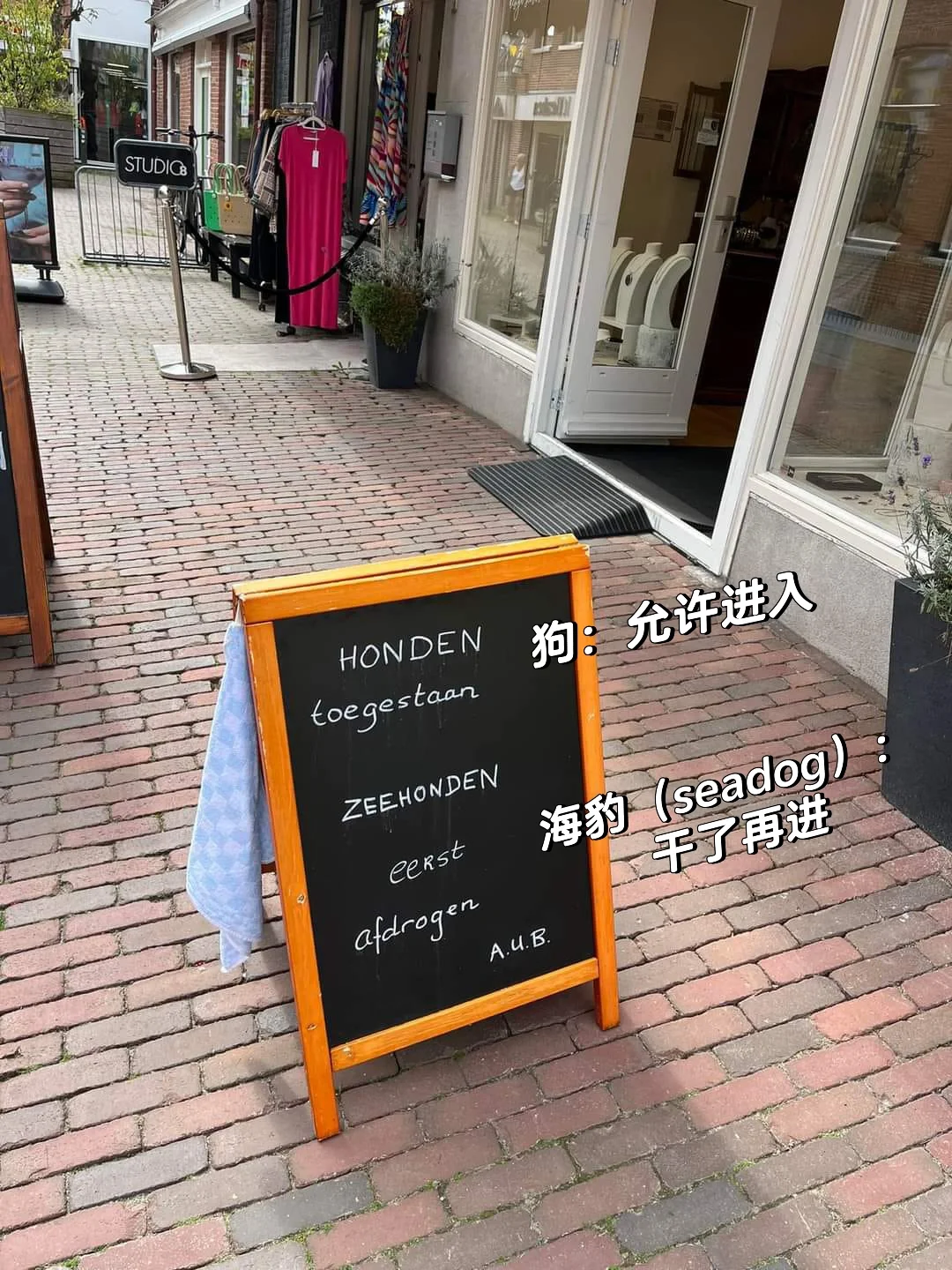 🇳🇱荷兰的宠物友好程度哈哈哈