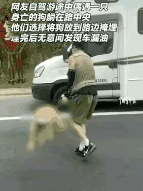 好人好报！一男子在国道上开车，突然发现前方路面有一只狗的尸体，他不想狗子曝尸马路