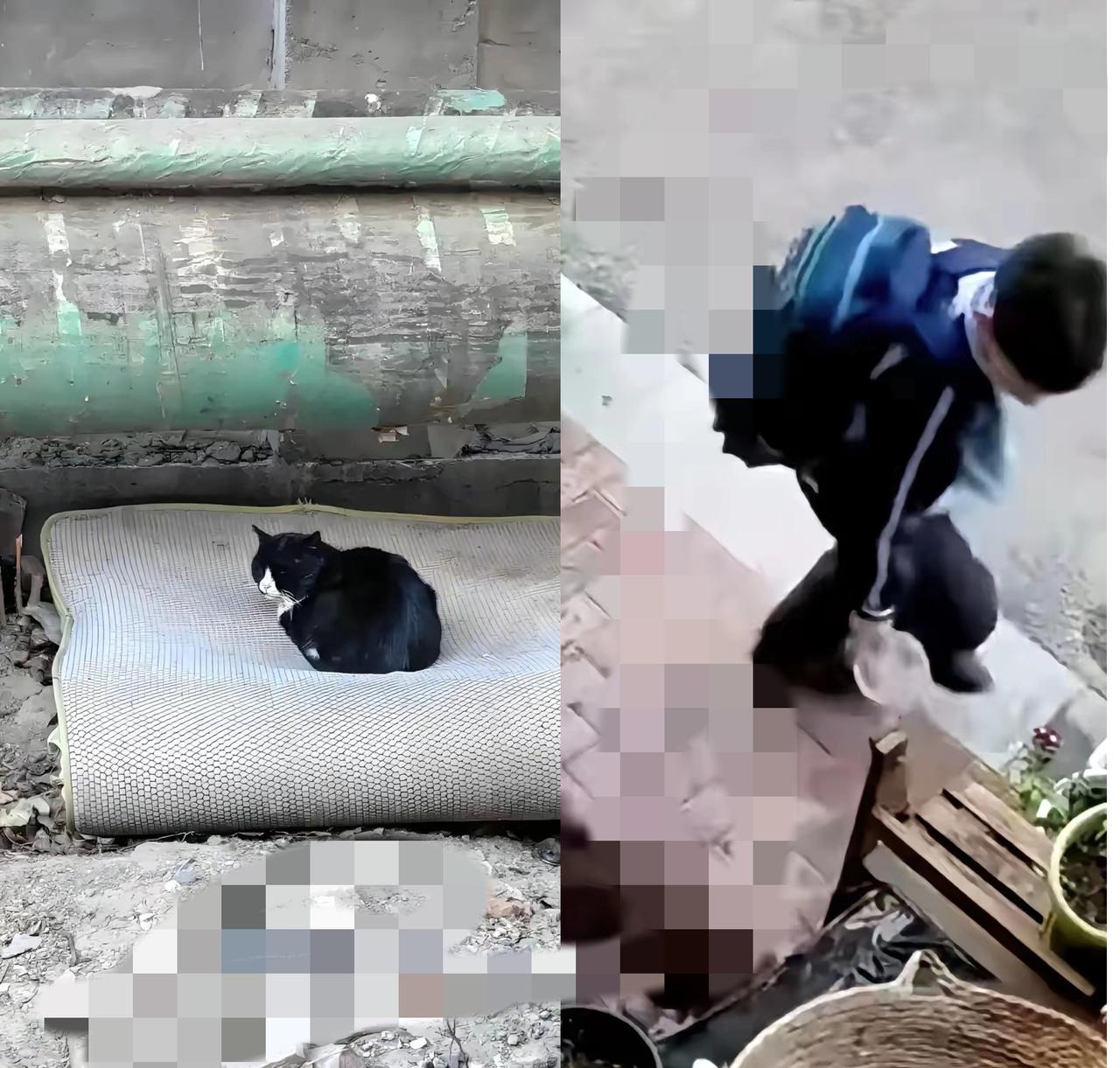 冰天雪地里往流浪猫窝泼水，这不是“熊孩子”调皮，而是生命教育的缺失！
     