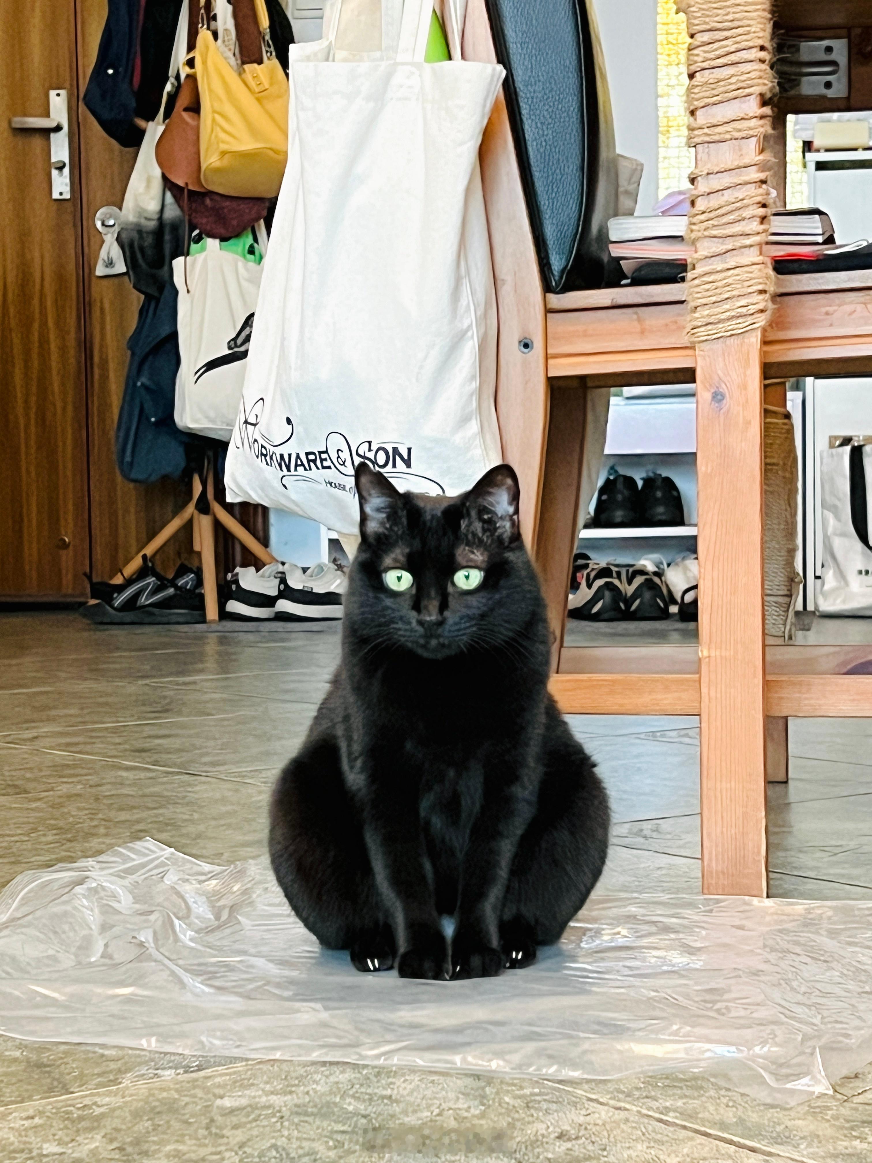 梨型身材。#蝦蝦不可以太可愛# ​​​