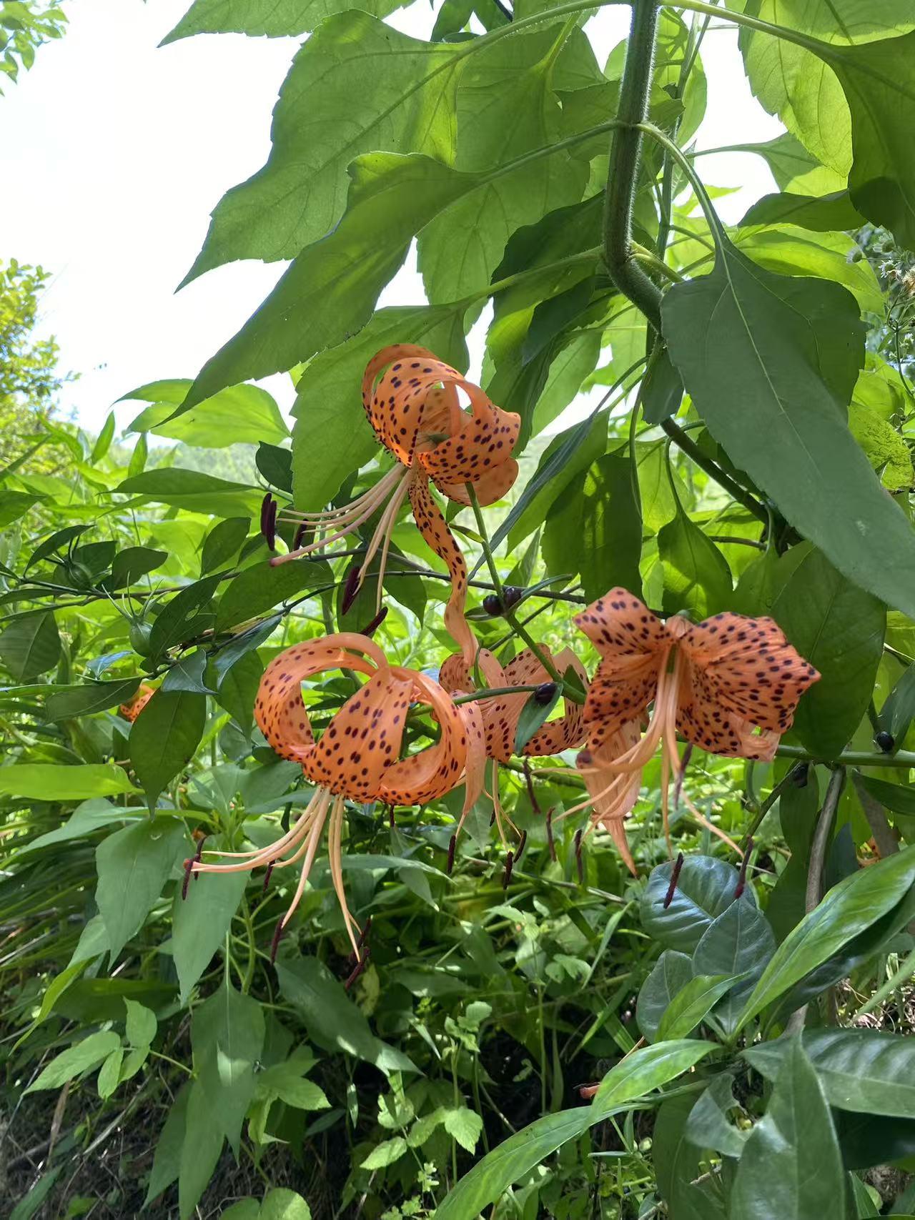 今天分享一张随手拍卷丹百合