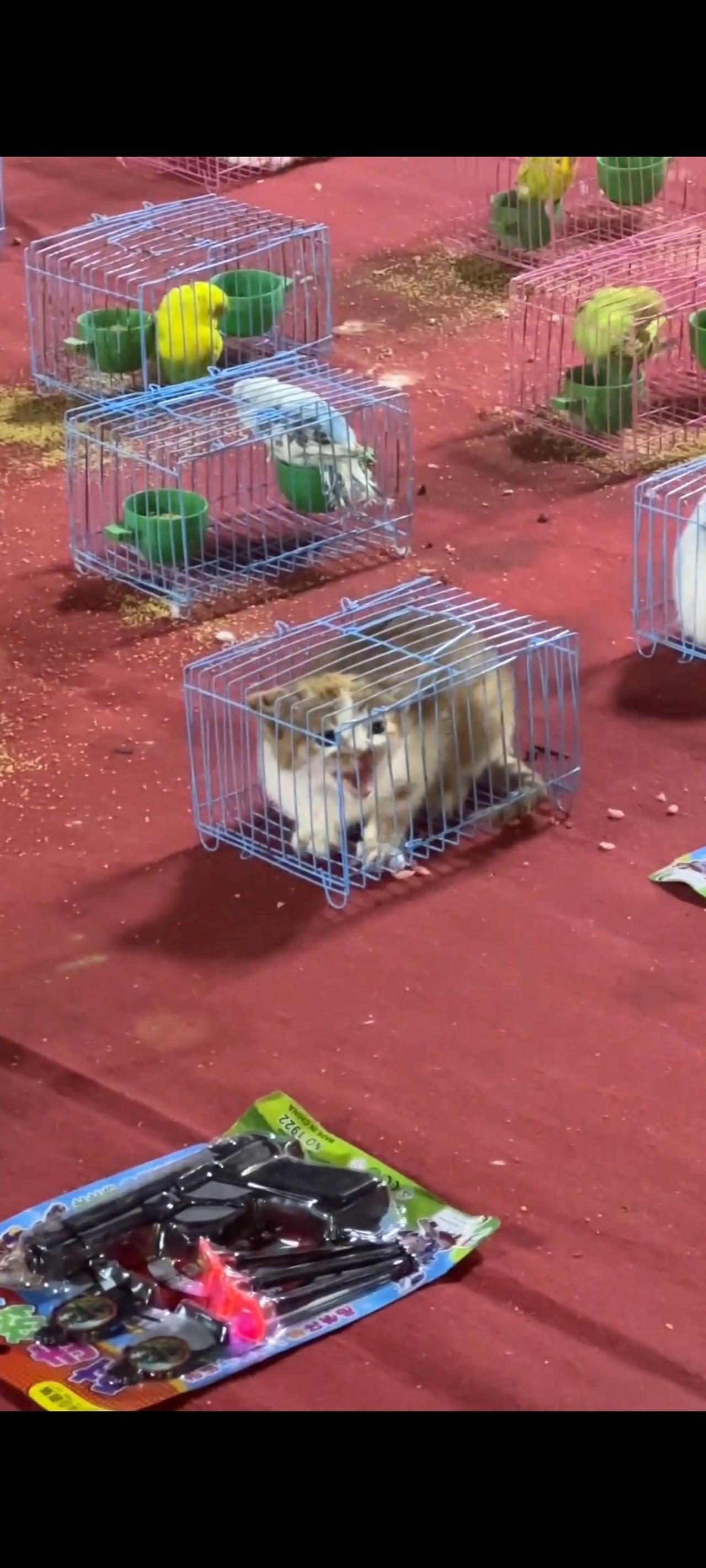 游乐场老板为了获取到更多的利益，简直太没有底线了，她们为了能够吸引到更多的顾客前