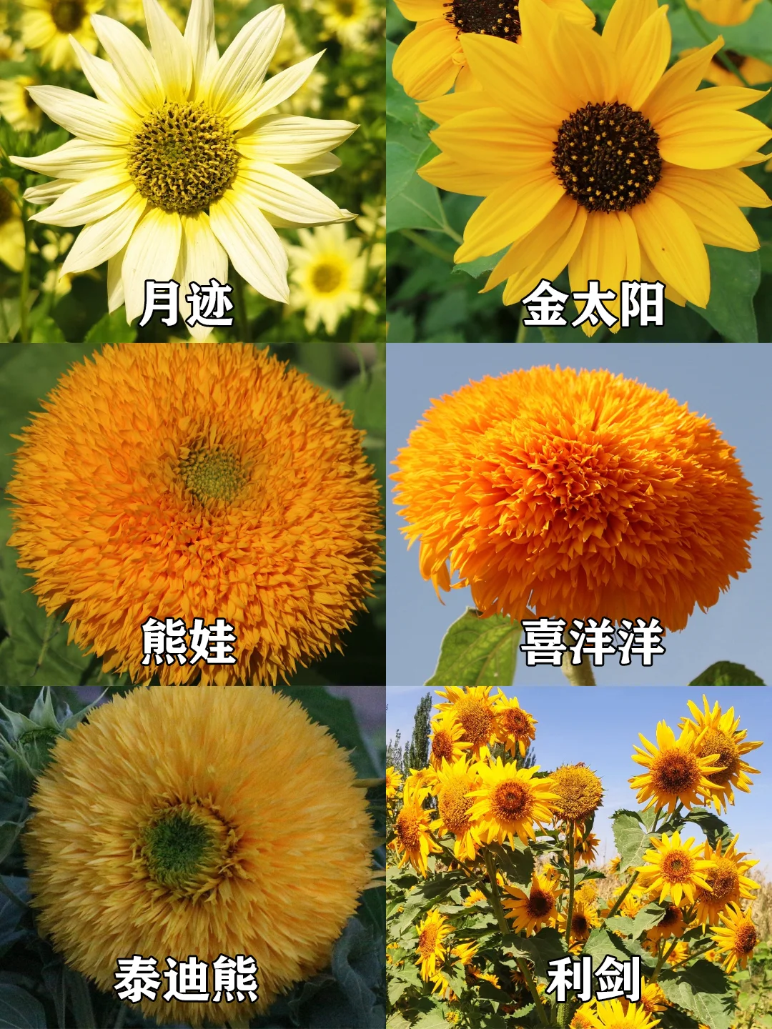 40+个向日葵品种盘点，有你心动的吗？