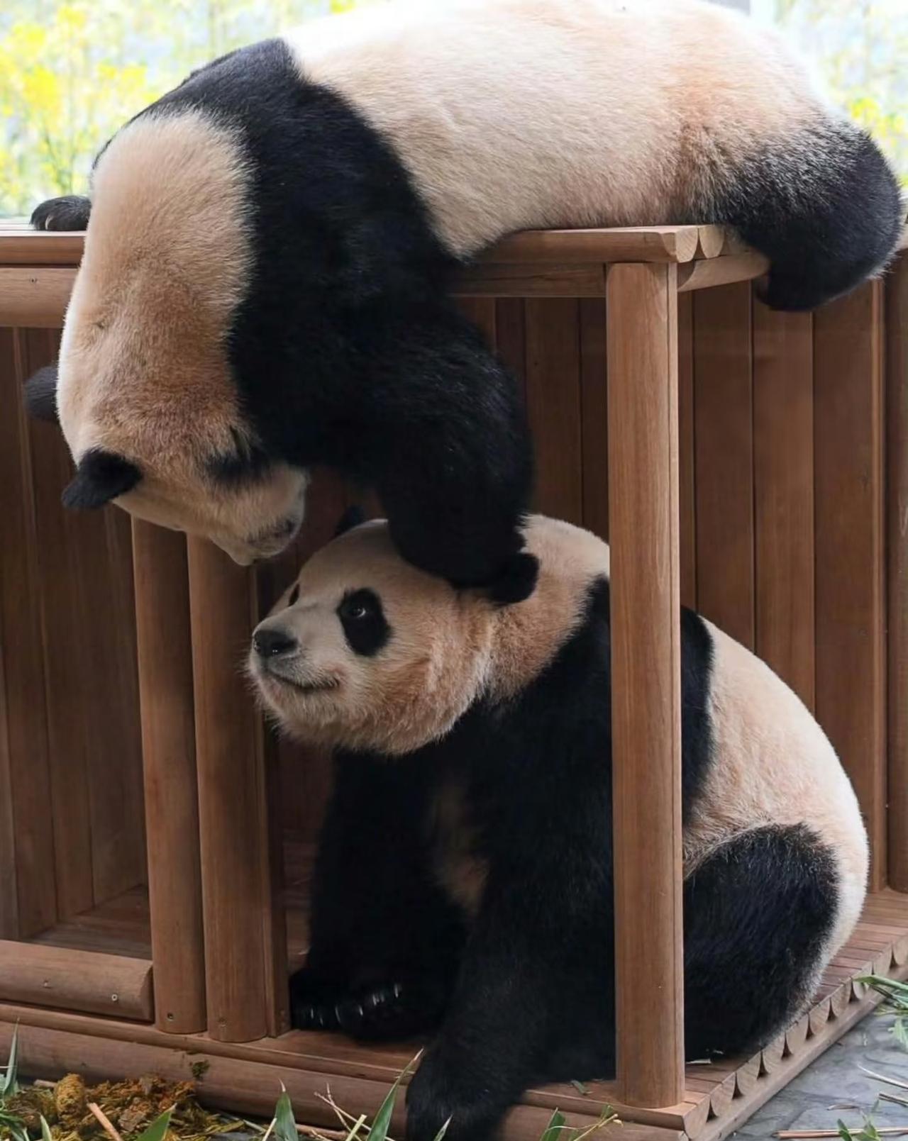 辉瑞双宝太有爱啦，姐妹俩深情对视，可惜相亲相爱不过一秒，下一秒就开启了扣眼睛模式