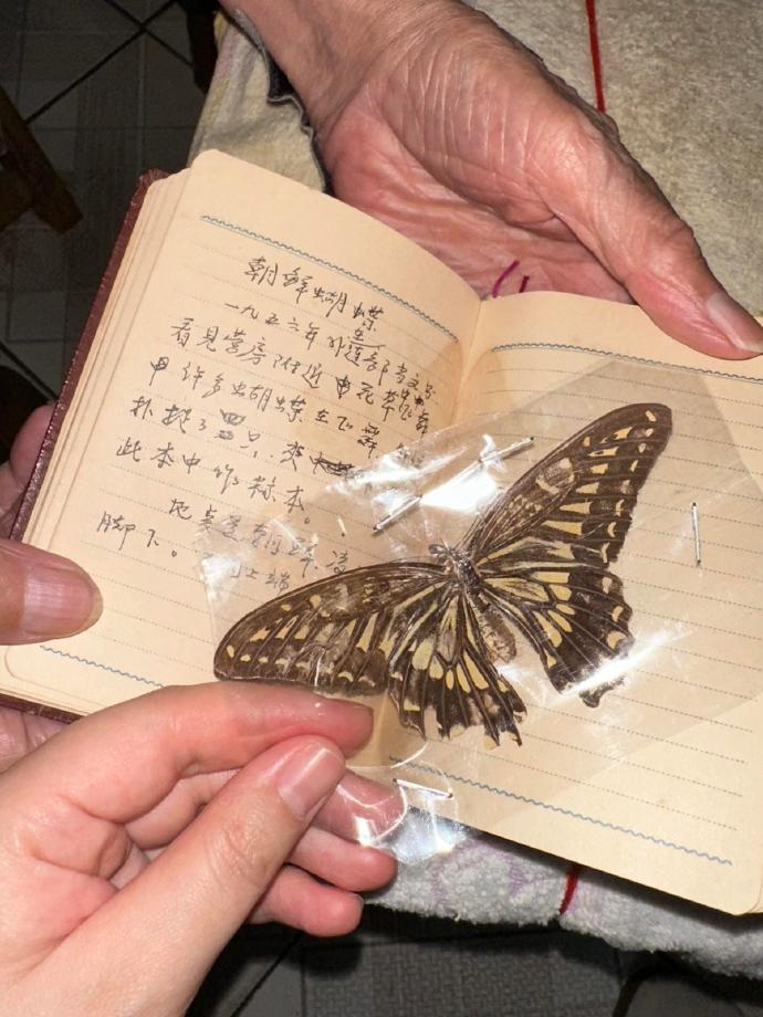 爷爷珍藏着的蝴蝶标本 