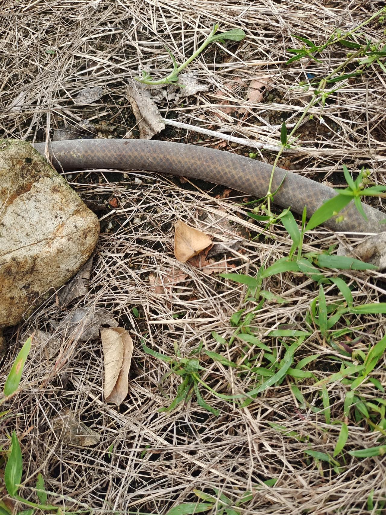 这是什么“蛇”