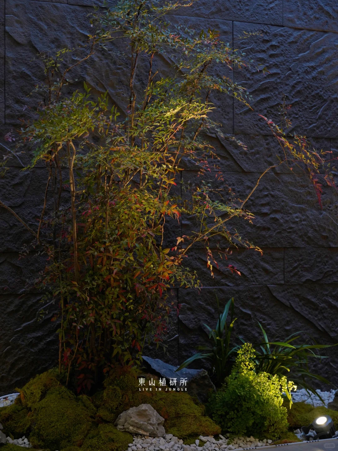 东植×美萃| 光影交织下的植物造景